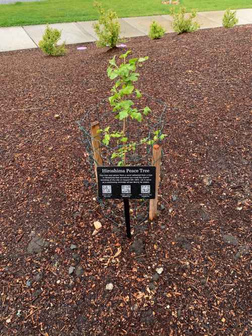 Newly planted and staked Ginkgo tree behind informational plaque with sidewalk in background